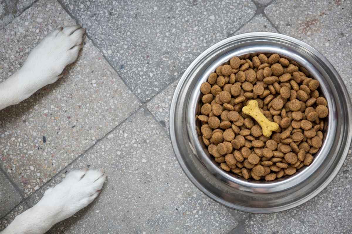 Les avantages des croquettes sans céréales pour vos animaux